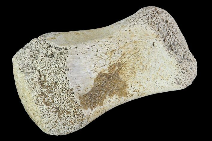Hadrosaur Finger Bone - Alberta (Disposition #-) #95160